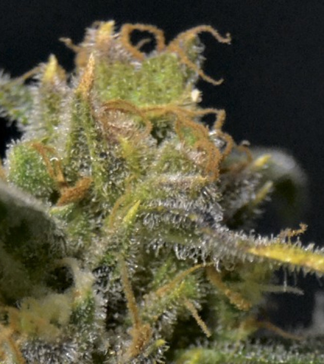 Auto Northern