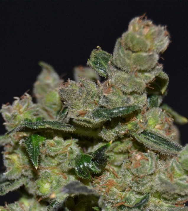 Diesel