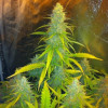 Mexican Haze