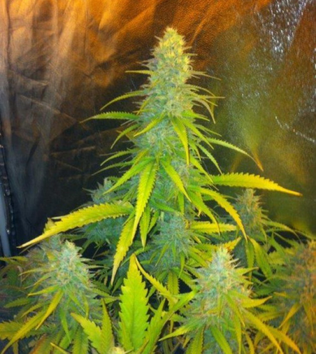 Mexican Haze