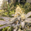 Orange Big Bud