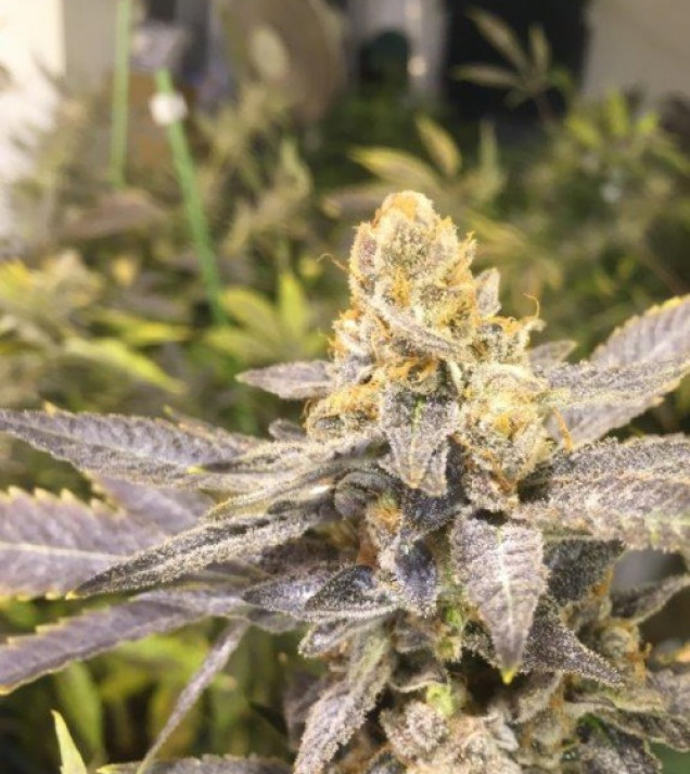 Orange Big Bud
