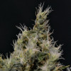 Vanilla Haze