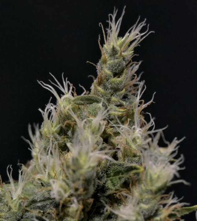 Vanilla Haze