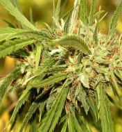 Mr. Sugar Lemon Haze