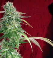 Juanita La Lagrimosa