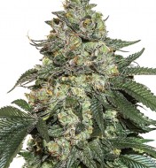 Girl Scout Cookies Auto