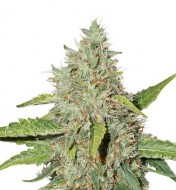 Northern Lights Auto