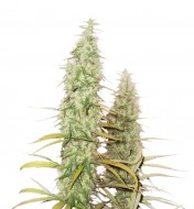 Santa Marta Haze Auto