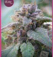 Blue Elite Indica