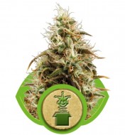 Royal Jack Automatic