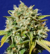 Sweet Peach Auto CBD