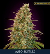 Auto Zkittlez