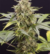 Chocolate Mint OG Auto