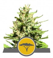 Marula Fruit Regular