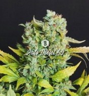 Auto Diesel 60