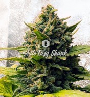 Auto Easy Skunk