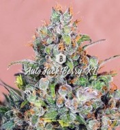 Auto Jack Berry XL