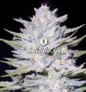 Auto OG Kush