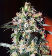Fast Caramel OG