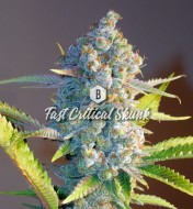 Fast Critical Skunk