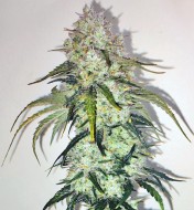 Auto Orange Amnesia XL