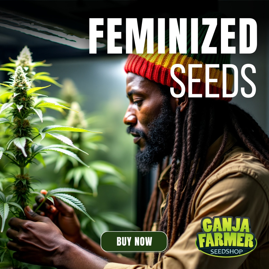 Feminized Cannabis Seeds