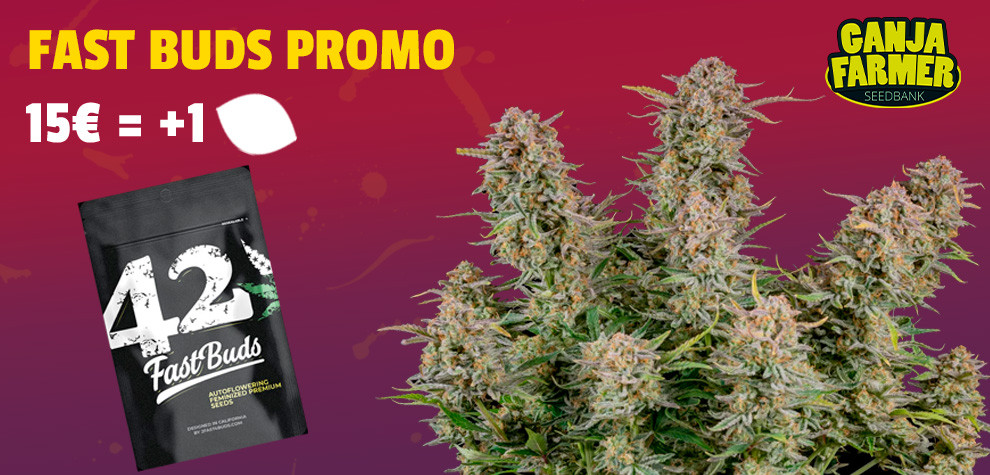 Free Fast Buds seed from 15€