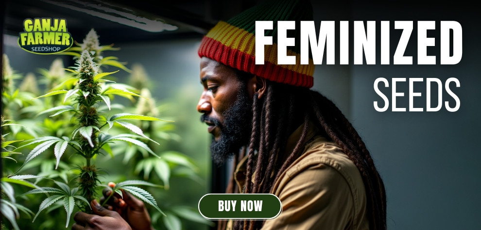 Feminized Cannabis Seeds